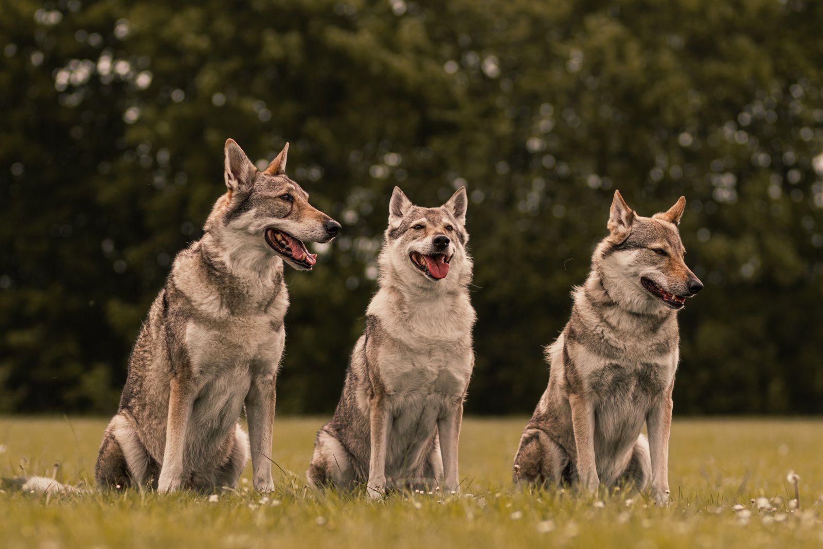 Happy Woofs pack dogs in the field