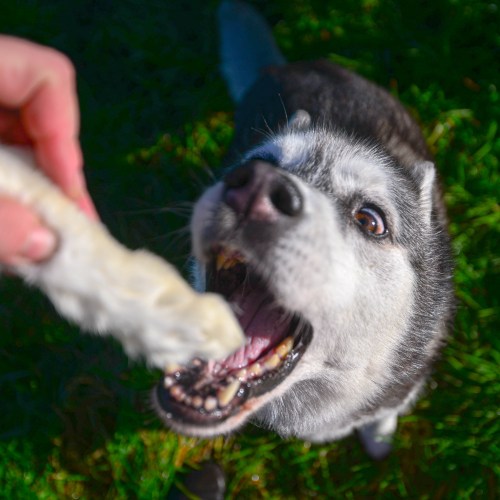 "History of the Czechoslovakian Vlciak Breed"
