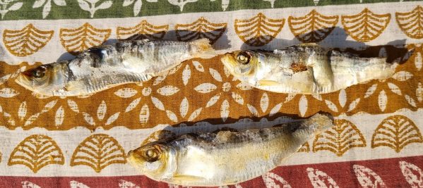 Giant Sprats